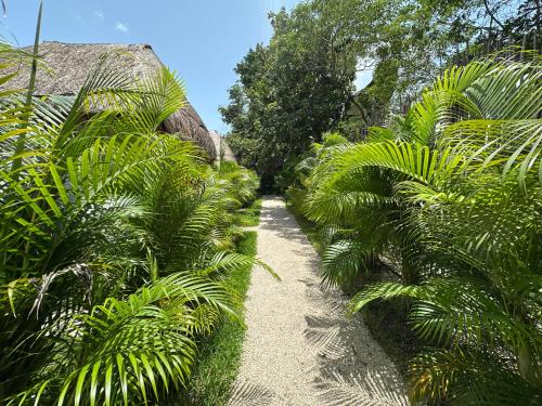 a dirt path through a jungle with palm trees at GlampCalar lagoon Front Bungalows in Rancho Bacalar