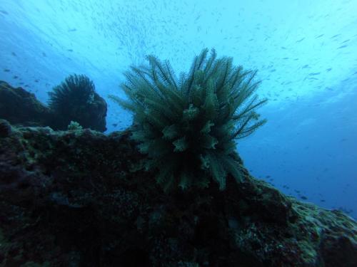 a coral reef with a plant in the water at Moodhu Residence in Maamigili