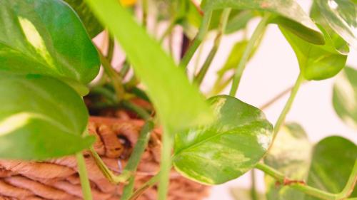 a plant with green leaves in a basket at Chibedda Dimora Lia in Acitrezza