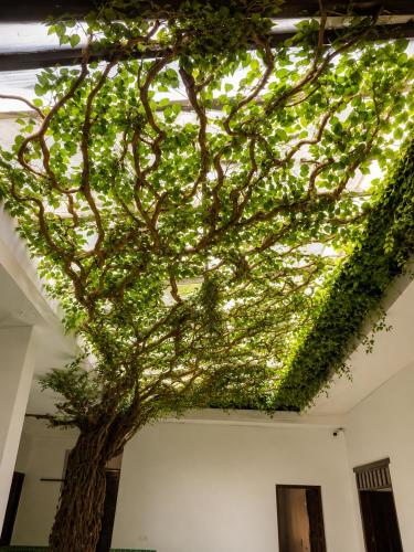 a tree hanging from the ceiling of a building at Casa Sierra Norte in Zacatlán