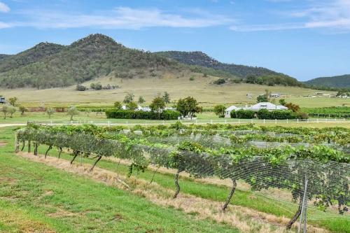 a field of vines with mountains in the background at Somerville Wines Lux Escape 3-Bedroom Cottage Near Broke Wineries in Broke