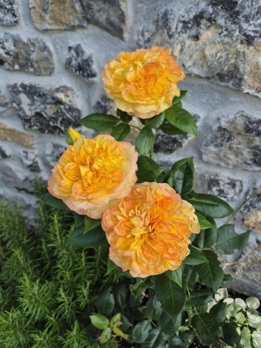 a group of orange flowers in front of a stone wall at El Conventu del Asturcon in Lago