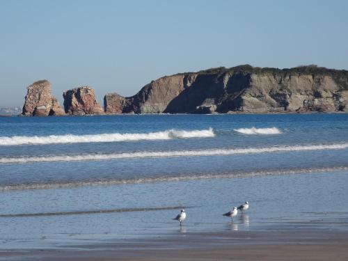 two birds standing on the beach near the water at Hotel Uhainak in Hendaye