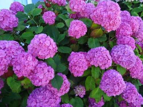 a bunch of purple flowers with green leaves at Hotel Uhainak in Hendaye