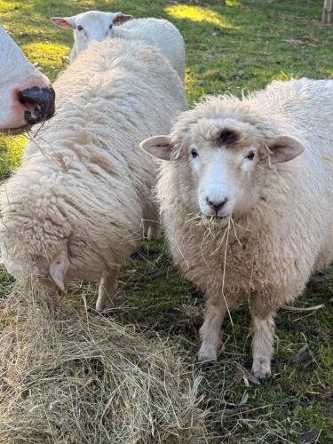 a group of sheep standing in the grass at Henarata Homestead in Wakefield