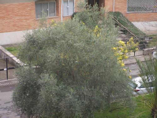 a large green tree in front of a building at B&B La Cubanina in Rome
