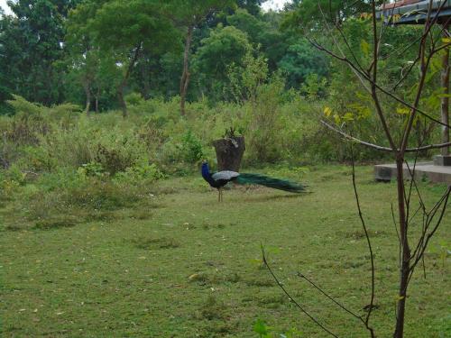 a peacock standing on the grass in a field at Katagamuwa Rest in Kataragama