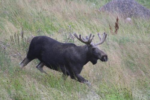 Ein Stier mit Hörnern rennt durch ein Grasfeld in der Unterkunft Forest Capsule in Uddevalla