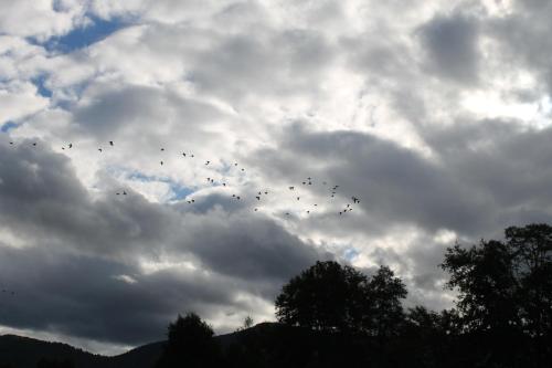 a flock of birds flying in a cloudy sky at Cabañas Captren Andino in Curacautín