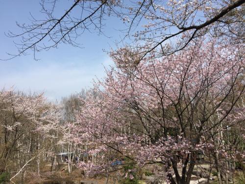 eine Gruppe von Bäumen mit rosa Blüten in der Unterkunft Hotel Tagawa in Yamanouchi