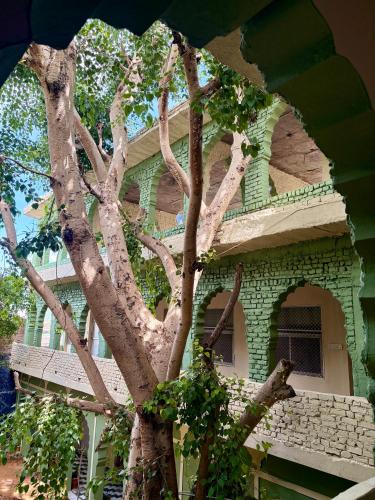 a tree in front of a building at Vyom Hostel in Pushkar
