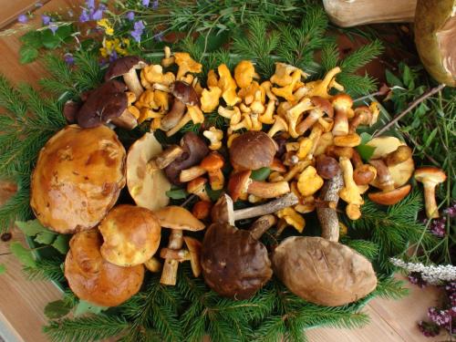 a pile of mushrooms on a cutting board at Srub Javorná - apartmány Šumava in Javorná
