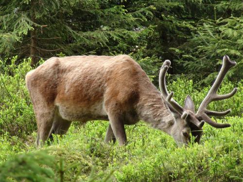 an elk with large horns grazing in the grass at Srub Javorná - apartmány Šumava in Javorná