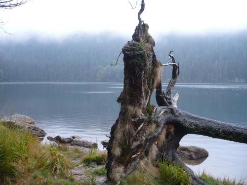 a dead tree on the side of a lake at Srub Javorná - apartmány Šumava in Javorná