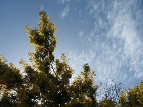 a tall tree against a blue sky with clouds at B&B La Cubanina in Rome