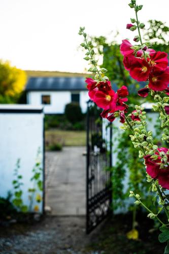 a gate with red flowers in front of a house at Pärla in Kåseberga in Löderup