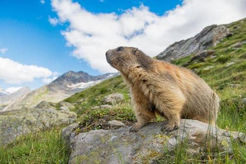 a brown bear standing on a rock on a mountain at Chez ellen in La Tour-dʼAuvergne