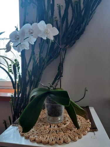 a vase with white flowers in it on a table at Kawalerka w kamienicy in Suwałki