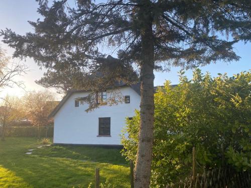 a white house with a tree in the foreground at Buhne 27 in Dierhagen