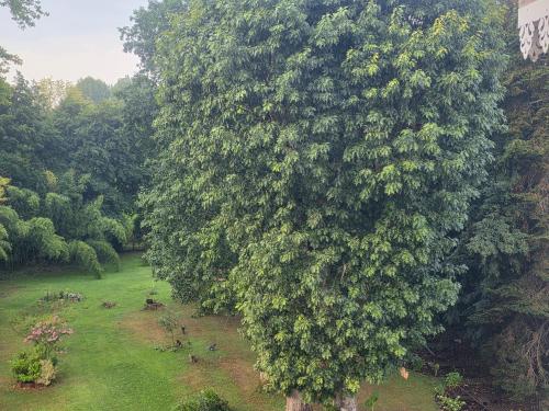 an overhead view of a large tree in a field at Villa Aestival in Saint-Symphorien