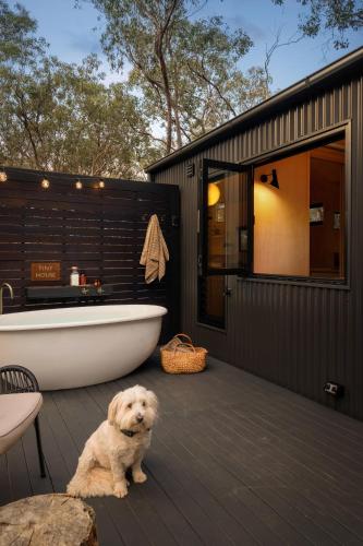 a white dog sitting on a deck next to a bath tub at HeartStone Hill - Tiny House in Castlemaine