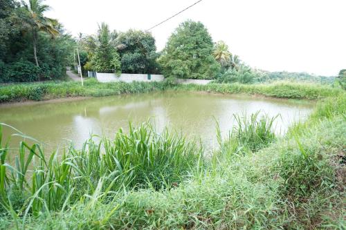 a small pond of water in a field at Kethbima Agri Cottage in Amunugama