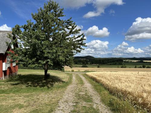 ein Baum mitten auf einem Feld neben einem Haus in der Unterkunft Olles in Vessigebro
