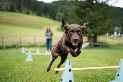 a brown dog jumping over a wooden hurdle at Appartments Bergland an der Brunnachbahn in Bad Kleinkirchheim