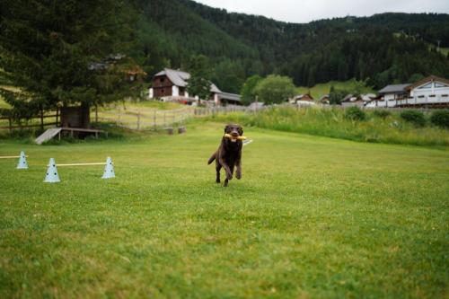 a dog running in a field with a frisbee in its mouth at Appartments Bergland an der Brunnachbahn in Bad Kleinkirchheim