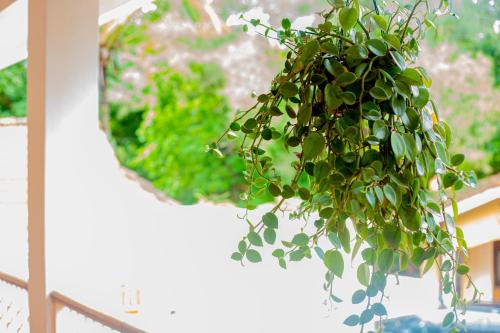 a potted plant in front of a mirror at Furavia Hotel stay in Moshi