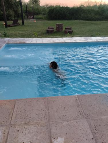 a dog is swimming in a swimming pool at YPORA Ldg in Colonia Carlos Pellegrini