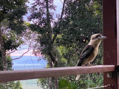 a bird sitting on a railing looking at the ocean at Daintree Private Escape in Cow Bay