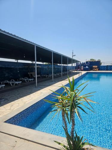 a palm tree in front of a swimming pool at NectaraVilla PooL in Ashtarak