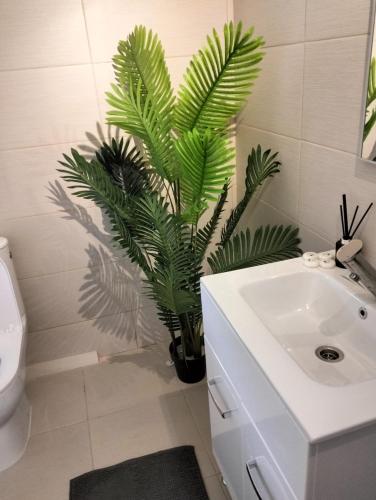 a green plant in a bathroom next to a sink at Cabana Ozon in Sărmaş