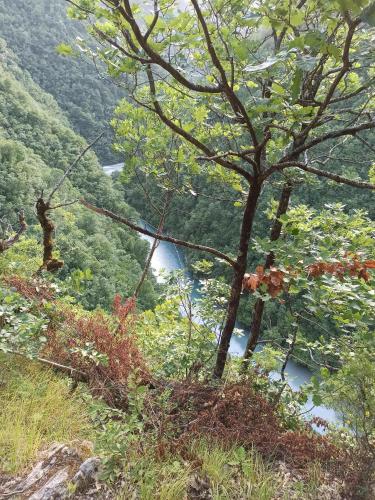 a view of a river from a hill with a tree at Krahina e Shllakut in Koman