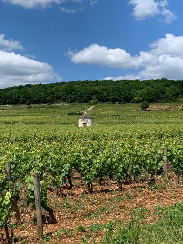 a field of green crops with a barn in the background at La Parenthèse Bourguignonne in Savigny-lès-Beaune
