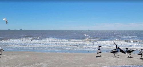 a group of birds standing on the beach at Shipwrecked Getaway For 6 in Galveston