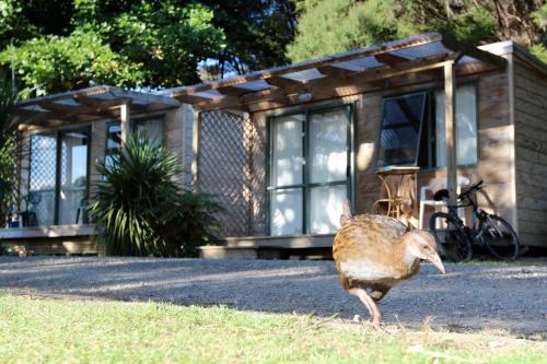 a bird walking in front of a house at Russell-Orongo Bay Holiday Park in Russell