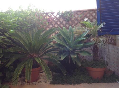a group of plants in pots next to a fence at Kings Apartment with private Garden in Paphos City