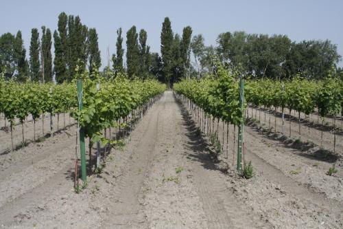 a dirt road through a vineyard with trees at Pension & Weingut Storchenblick in Illmitz