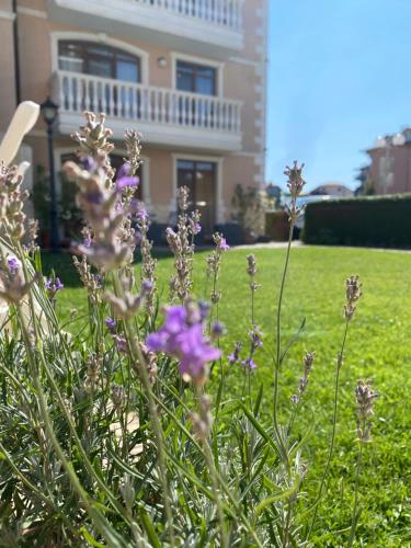 a bunch of purple flowers in front of a house at Hotel Aristokrat in Obzor