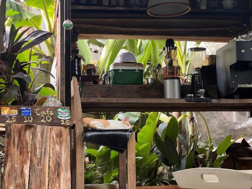 a cat sleeping on a shelf in a room with plants at mehome Hidden Garden Homestay in Cư Chinh