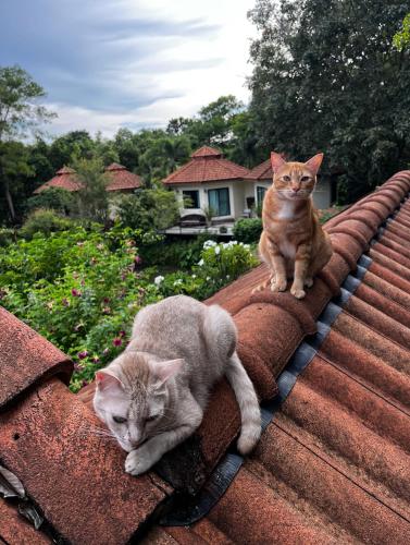 two cats sitting on top of a roof at Navari Homestay in Rayong