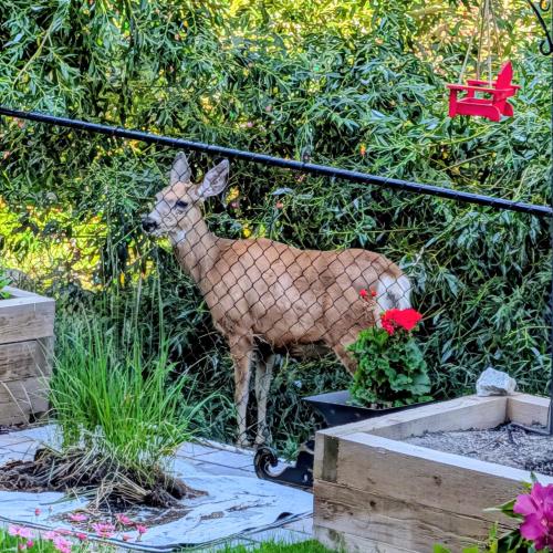 Gallery image of Forty Winks Bed & Breakfast in Kelowna