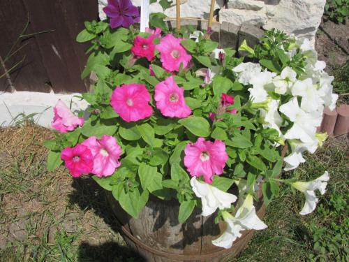 a potted plant with pink and white flowers at Gospodarstwo Agroturystyczno-Edukacyjne Gratka in Celiny