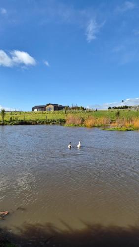 two ducks are swimming in the water at Frogs Hollow in Greytown