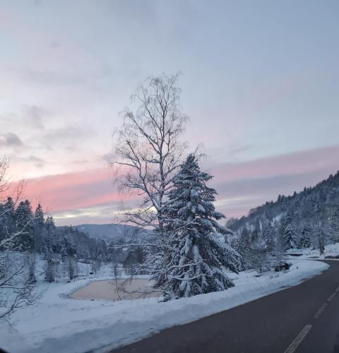 a snow covered tree on the side of a road at Au Calme Des Vosges in Fresse-sur-Moselle