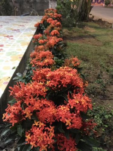 Un jardín fuera de Maesot Siri