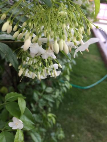 Un jardín fuera de Maesot Siri