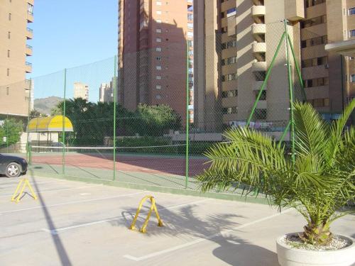 a tennis court with a fence and a palm tree at Apartamentos Torre Ipanema in Benidorm